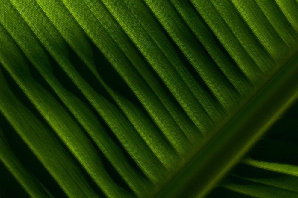 abstract background green